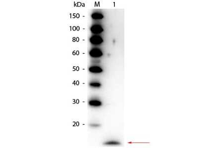 Western Blot: IL-17/IL-17A Antibody [HRP] [NBP1-42774] - Lane 1: Recombinant Rat IL-17A. Load: 50 ng per lane. Primary antibody: Rabbit anti-Rat IL-17A Antibody Peroxidase Conjugated at 1:1,000 o/n at 4C. Secondary antibody: none. Block: incubated with blocking buffer for 30 minutes at RT. Predicted/Observed size: 17 kDa, 17 kDa for Rat IL-17A.